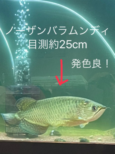 ノーザンバラムンデ
