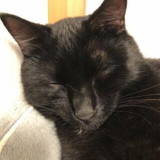 人が大好きな黒猫 − 東京都