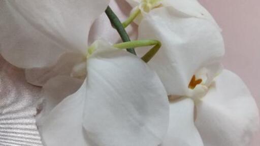 押し花用に胡蝶蘭 花ちゃん ひばりが丘の生活雑貨の中古あげます 譲ります ジモティーで不用品の処分