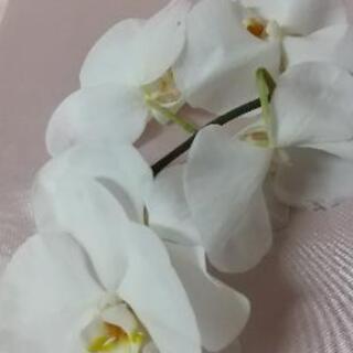 押し花用に胡蝶蘭 花ちゃん ひばりが丘の生活雑貨の中古あげます 譲ります ジモティーで不用品の処分