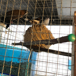 十妹松、金華鳥　関連したものなど一式