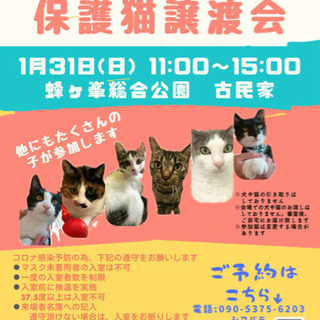 第１２回保護猫譲渡会in蜂が峯総合公園 Hiromi 和木の展示会のイベント参加者募集 無料掲載の掲示板 ジモティー