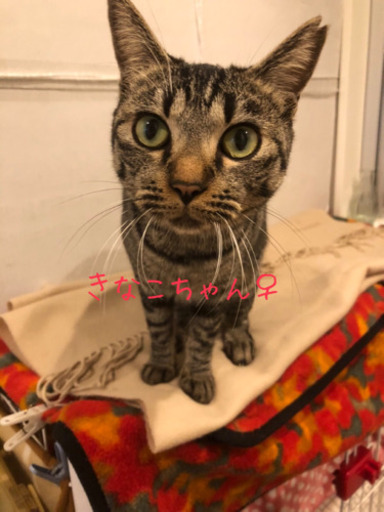 第１２回保護猫譲渡会in蜂が峯総合公園 Hiromi 和木の展示会のイベント参加者募集 無料掲載の掲示板 ジモティー
