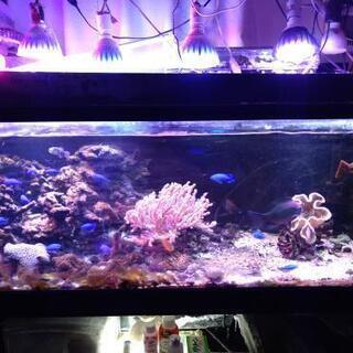 1センチガラス水槽セット 海水魚 ピョンたぬ 吉川美南の家具の中古あげます 譲ります ジモティーで不用品の処分 1センチガラス水槽セット 海水魚 ピョンたぬ 吉川美南の家具の中古あげます 譲ります ジモティーで不用品の処分