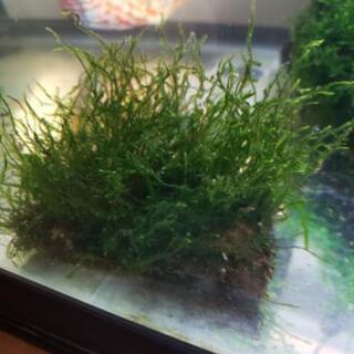 中古ウィローモスマが無料 格安で買える ジモティー