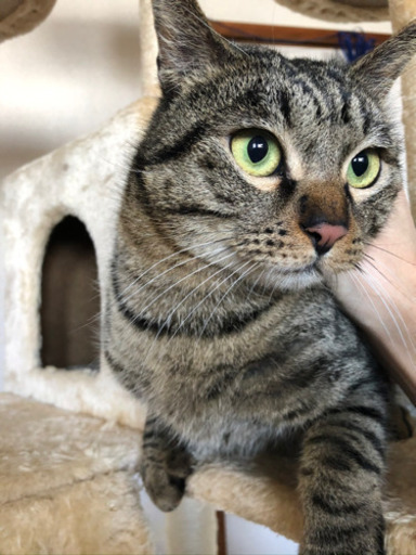 追記 いつも2匹一緒の兄弟猫 Um 名古屋の猫の里親募集 ジモティー