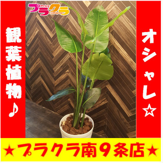 北海道の中古観葉植物が無料 格安で買える ジモティー 北海道の中古観葉植物が無料 格安で買える ジモティー