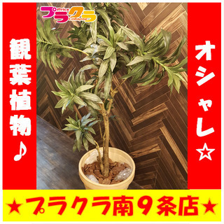 北海道の中古観葉植物が無料 格安で買える ジモティー 北海道の中古観葉植物が無料 格安で買える ジモティー