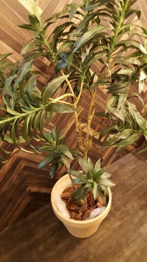 Y0281カード可観葉植物造花大型インテリア置物送料aプラクラ南9条店 プラクラ南9条店 札幌 のインテリア雑貨 小物 置物 オブジェ の中古あげます 譲ります ジモティーで不用品の処分 Y0281カード可観葉植物造花大型インテリア置物送料aプラクラ南9条店 プラクラ南9条店 札幌 のインテリア雑貨 小物 置物 オブジェ の中古あげます 譲ります ジモティーで不用品の処分
