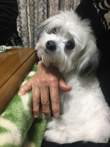 里親募集 ミックス犬 あおきち 大阪のその他の里親募集 ジモティー 里親募集 ミックス犬 あおきち 大阪のその他の里親募集 ジモティー