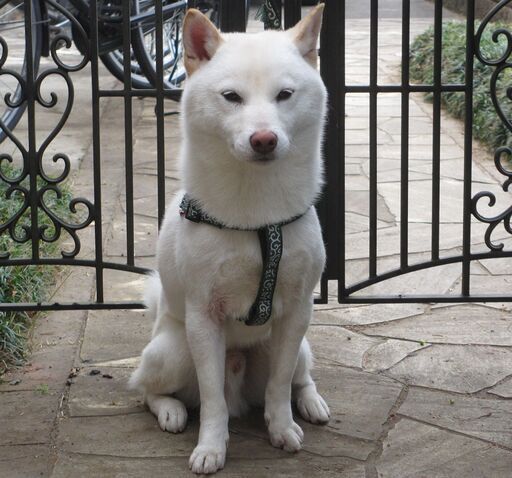 受付を一旦ストップ致します 白い柴犬新しい飼い主を探しています 雄 1歳0カ月 Kbp 矢川の柴犬の里親募集 ジモティー