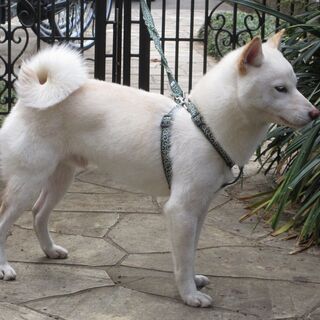 【受付を一旦ストップ致します】白い柴犬　新しい飼い主を探しています(雄・1歳0カ月) - 犬