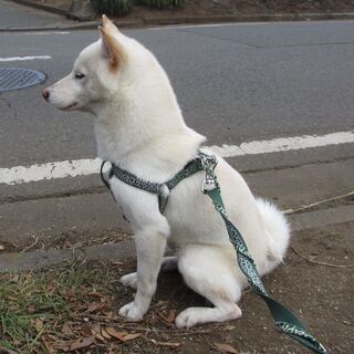 【受付を一旦ストップ致します】白い柴犬　新しい飼い主を探しています(雄・1歳0カ月) − 東京都