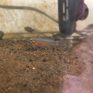 アピストグラマ　エリザベサエ　イサナワイルドオス、ヨーロッパブリード若親個体まとめて15匹前後