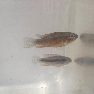 アピストグラマ　エリザベサエ　イサナワイルドオス、ヨーロッパブリード若親個体まとめて15匹前後