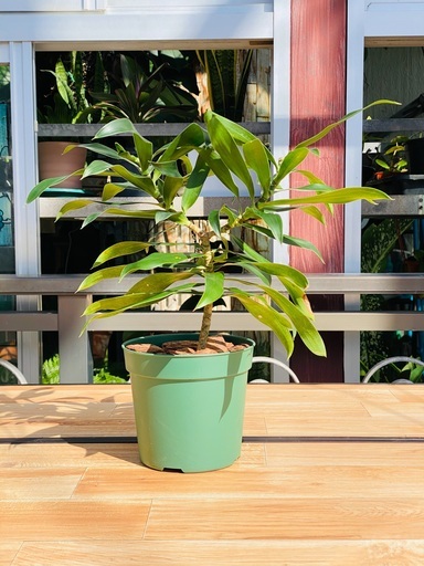 観葉植物ドラセナ レフレクサ幸福の木 ヨシ子の孫 島尻のインテリア雑貨 小物 置物 オブジェ の中古あげます 譲ります ジモティーで不用品の処分