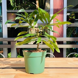 観葉植物　ドラセナ・レフレクサ　幸福の木