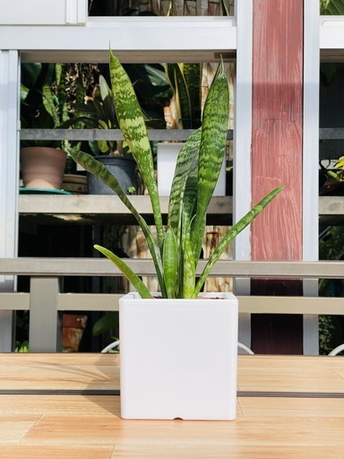 観葉植物サンスベリア チトセラン属 空気清浄 ヨシ子の孫 島尻のインテリア雑貨 小物 置物 オブジェ の中古あげます 譲ります ジモティーで不用品の処分