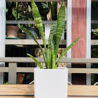 観葉植物　サンスベリア（チトセラン属）空気清浄