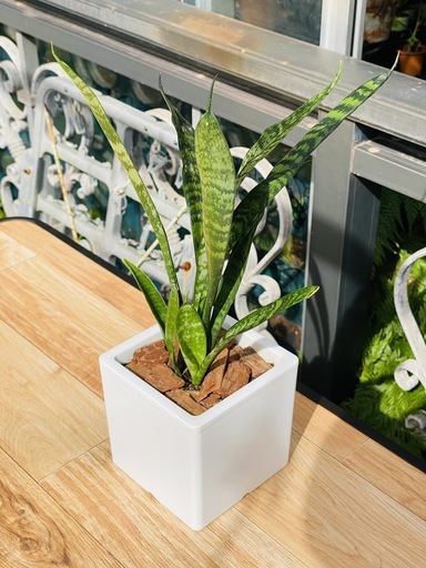 観葉植物サンスベリア チトセラン属 空気清浄 ヨシ子の孫 島尻のインテリア雑貨 小物 置物 オブジェ の中古あげます 譲ります ジモティーで不用品の処分