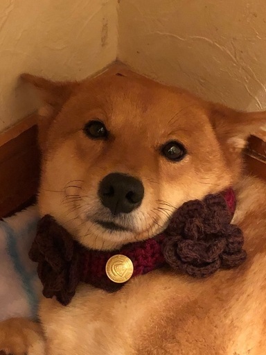 柴犬女の子里親募集 Ha Mi 沖縄の柴犬の里親募集 ジモティー 柴犬女の子里親募集 Ha Mi 沖縄の柴犬の里親募集 ジモティー