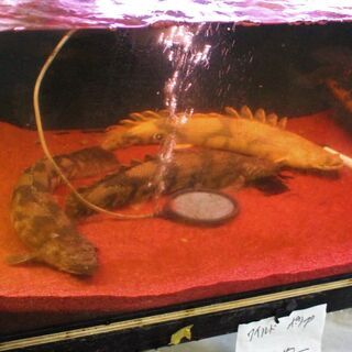 BIGサイズ　ナイジェリア産ワイルド　極太エンドリ BIGサイズ ナイジェリア産ワイルド 極太エンドリ