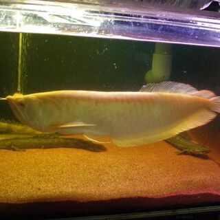アルビノ・シルバーアロワナ 50cm±