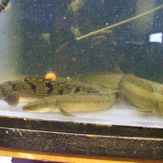 ポリプテルス　４匹入荷 