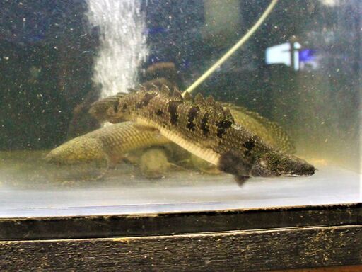 ポリプテルス4匹セット