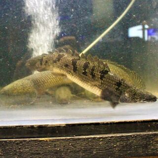 ポリプテルス　４匹入荷 