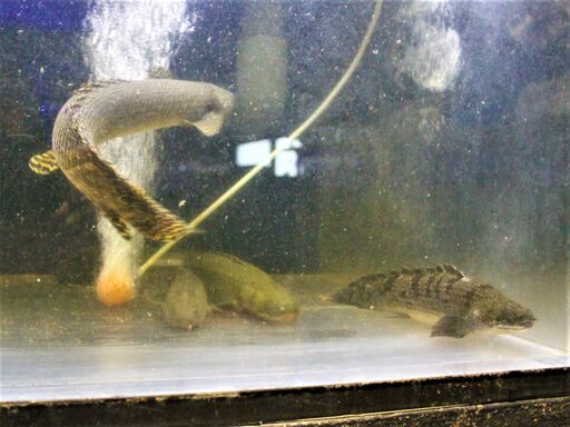 ポリプテルス 4匹入荷 割引 