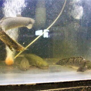 ポリプテルス　４匹入荷 