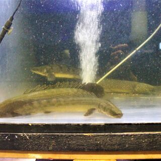 ポリプテルス　４匹入荷 