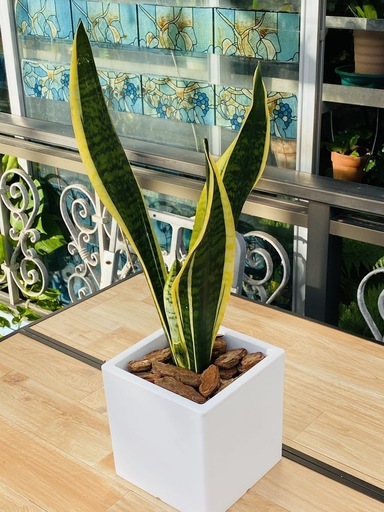 観葉植物サンスベリア トラノオ 空気清浄 ヨシ子の孫 島尻のインテリア雑貨 小物 置物 オブジェ の中古あげます 譲ります ジモティーで不用品の処分 観葉植物サンスベリア トラノオ 空気清浄 ヨシ子の孫 島尻のインテリア雑貨 小物 置物 オブジェ の中古あげます 譲ります ジモティーで不用品の処分