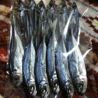 丸干しの魚（いわし？）12匹