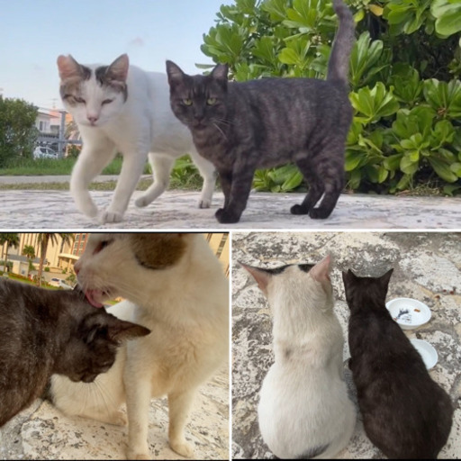 うちの家族に迎えました 猫活 沖縄出張ネイル 中頭の猫の里親募集 ジモティー うちの家族に迎えました 猫活 沖縄出張ネイル 中頭の猫の里親募集 ジモティー