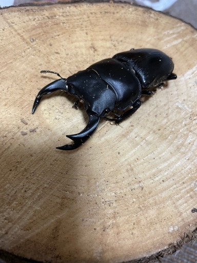 阿古屋産 オオクワガタペア