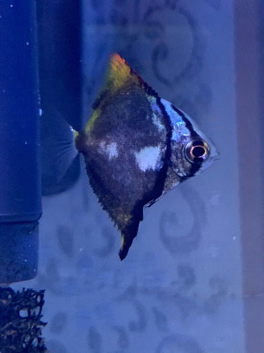最終値下】海水魚ヒメツバメウオ (むにゃんにゃん) 宜野湾のその他の 