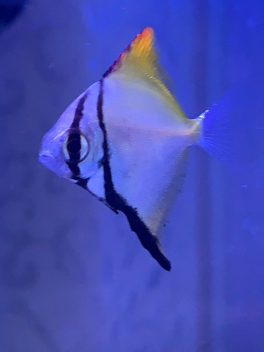 最終値下 海水魚ヒメツバメウオ むにゃんにゃん 宜野湾のその他の中古あげます 譲ります ジモティーで不用品の処分