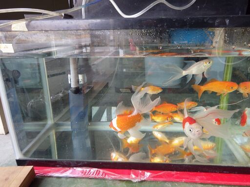 最終値下げ 水槽金魚コメット鯉引き続き飼っていただける方 Taketamago 福崎のその他の中古あげます 譲ります ジモティーで不用品の処分 最終値下げ 水槽金魚コメット鯉引き続き飼っていただける方 Taketamago 福崎のその他の中古あげます 譲ります ジモティーで不用品の処分