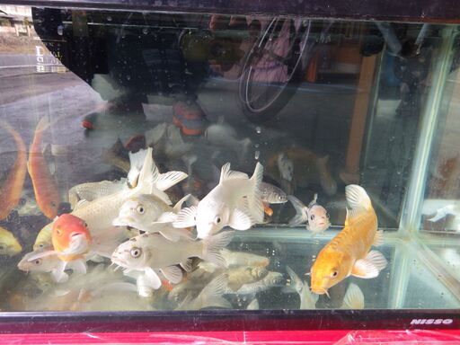 最終値下げ 水槽金魚コメット鯉引き続き飼っていただける方 Taketamago 福崎のその他の中古あげます 譲ります ジモティーで不用品の処分