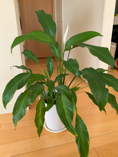 価格を下げました スパティフィラム陶器鉢観葉植物鉢植え くろちゃん 白庭台の生活雑貨の中古あげます 譲ります ジモティーで不用品の処分 価格を下げました スパティフィラム陶器鉢観葉植物鉢植え くろちゃん 白庭台の生活雑貨の中古あげます 譲ります ジモティーで不用品の処分
