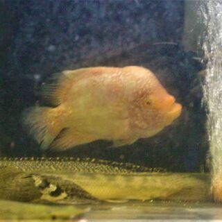 ♂個体　レッド・テキサスシクリッド　２５cm±