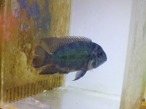 ブラジル便WILD ホプラルクス・シッタクス １８ｃｍ±