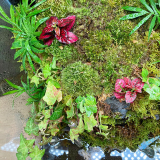 カエル・イモリ・メダカ飼育にオススメ！！コケリウム・テラリウム完成品