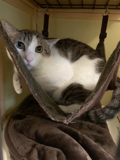 募集 保護猫カフェ ボランティアスタッフの募集 いやし亭ほご猫茶屋 新宿の飲食の無料求人広告 アルバイト バイト募集情報 ジモティー 募集 保護猫カフェ ボランティアスタッフの募集 いやし亭ほご猫茶屋 新宿の飲食の無料求人広告 アルバイト バイト募集情報 ジモティー