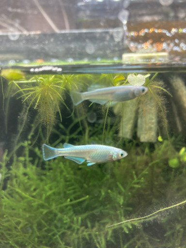 幹之メダカ 鉄仮面卵10個 水草稚魚販売有り〼 けん 川西のその他の中古あげます 譲ります ジモティーで不用品の処分 幹之メダカ 鉄仮面卵10個 水草稚魚販売有り〼 けん 川西のその他の中古あげます 譲ります ジモティーで不用品の処分
