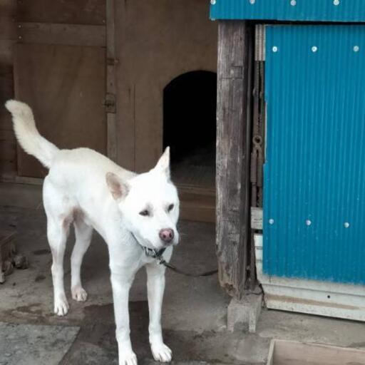 紀州犬血統書付き プーアル 陸前落合のその他の里親募集 ジモティー 紀州犬血統書付き プーアル 陸前落合のその他の里親募集 ジモティー