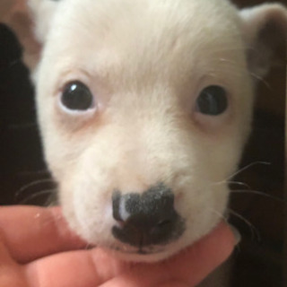 おっとりな男の子 ルル 五反田の犬の里親募集 ジモティー おっとりな男の子 ルル 五反田の犬の里親募集 ジモティー