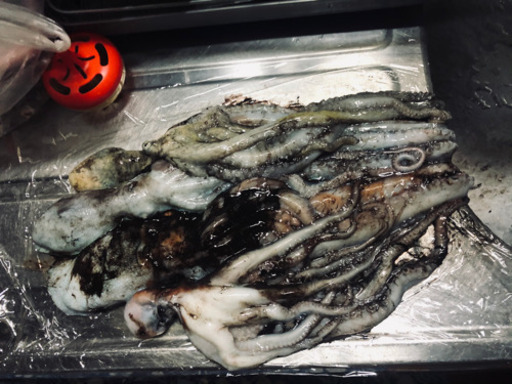 シガヤー\u0026赤シガイ　釣りエサ